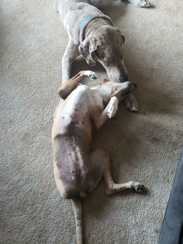 "My Great Dane Playing With My Disabled Rescue"