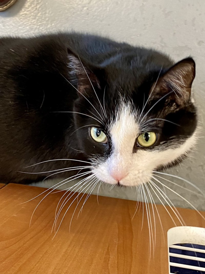 The black and white domestic shorthair was in full health when she arrived