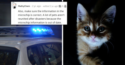 Her Roommate Kidnapped Her Cat, So She Called The Police To Help Her Find It