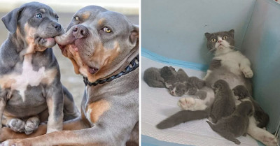 31 Cheeky Photos Capture The Sweetest Moments Of Animal Parenting