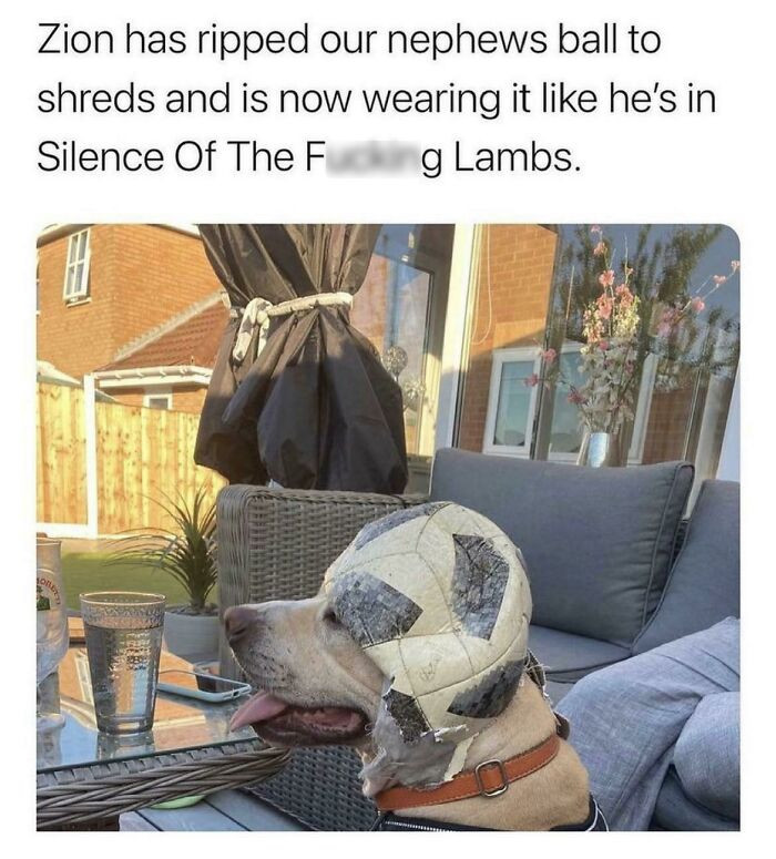 1. This dog now has sun protection