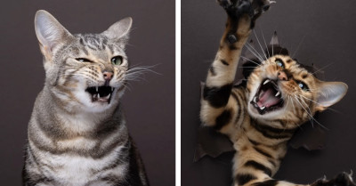 Famous "Catographer" Shares Some of the Meanest-Looking Cat Portraits, and They Are Adorably Terrifying