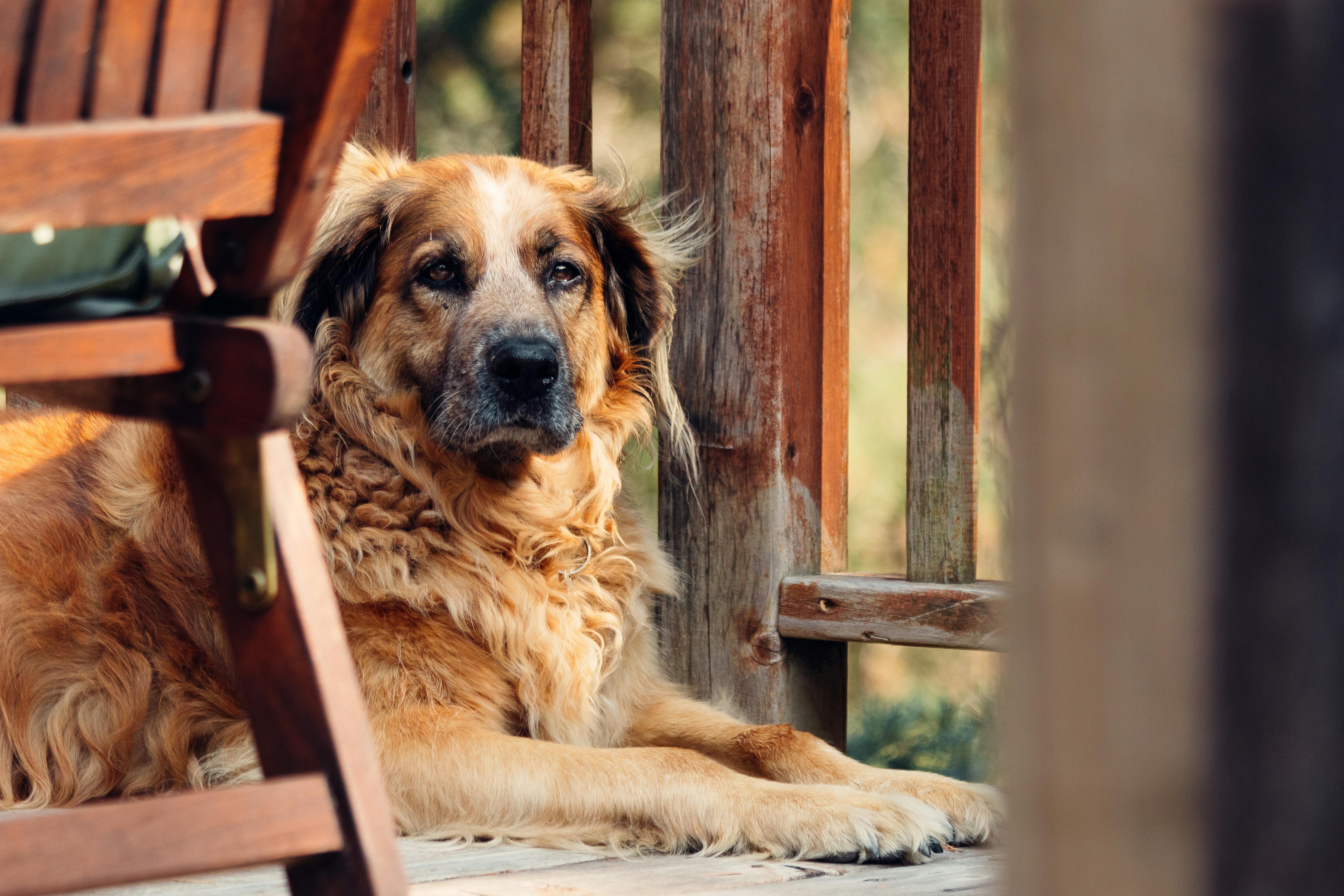 Adopting a Senior Dog Requires Some Preparation