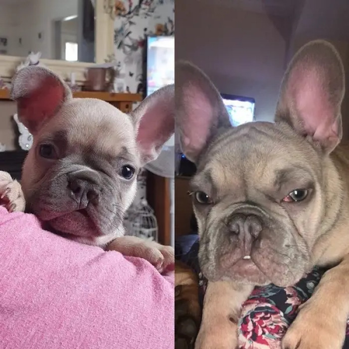 5. Otis is still growing.