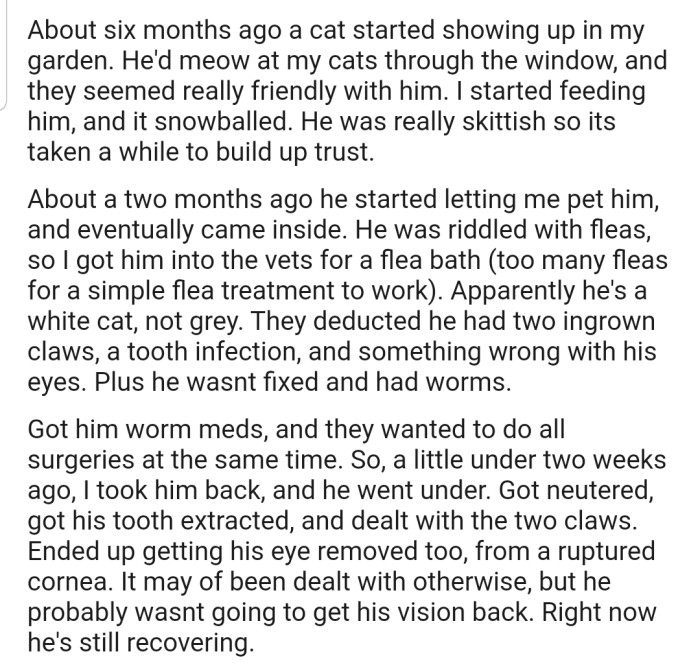 OP got attached to a stray cat that kept appearing at their house for some food and company. Later on, they decided to take the cat to the vet to get its health issues fixed