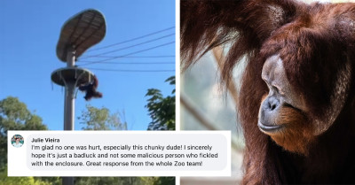 Toronto Zoo Orangutan's Daring Escape Attempt From Outdoor Habitat Caught On Video By Surprised Guests