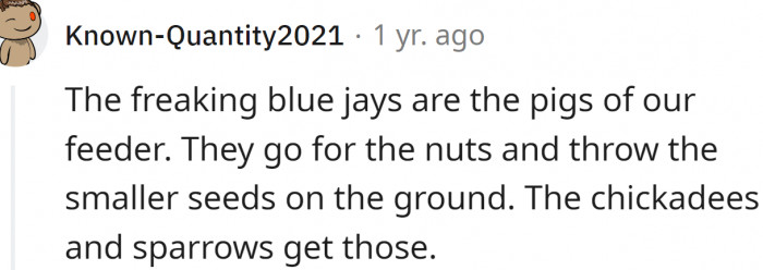 Blue jays, chickadees, and sparrows