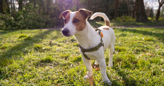 Strong Irish Dog Names