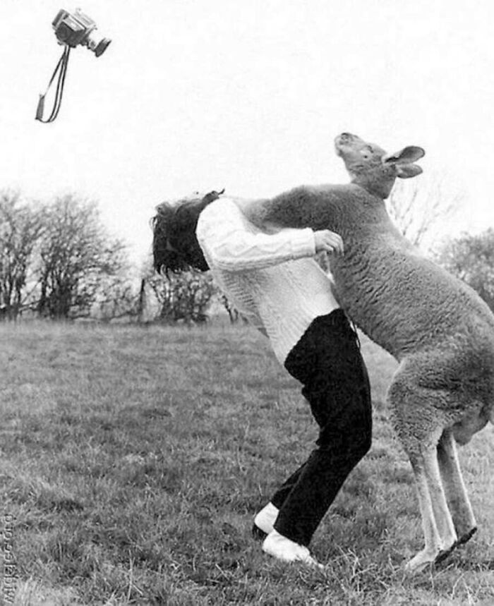 "Photographer John Drysdale gets punched by a kangaroo, 1962."