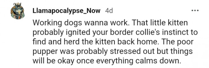 5. The poor pupper was probably stressed out