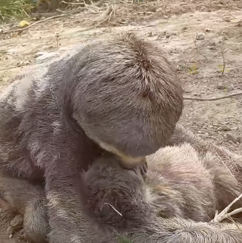 Unfortunately, in their rush to find safety, they became separated. With the baby sloth relying so heavily on its mom, it would have needed a miracle to survive.