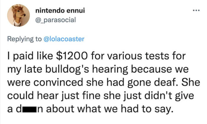 The silliness of this dog cost her owner more than a thousand bucks.