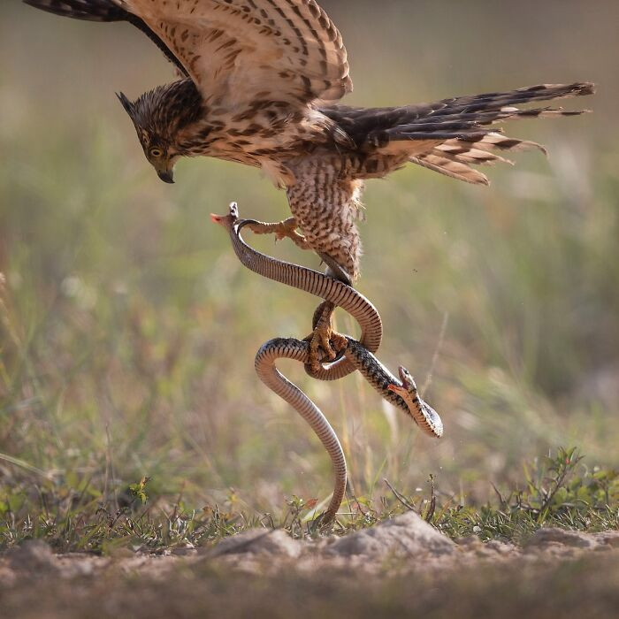 “The Battle” By Jianjun Luo