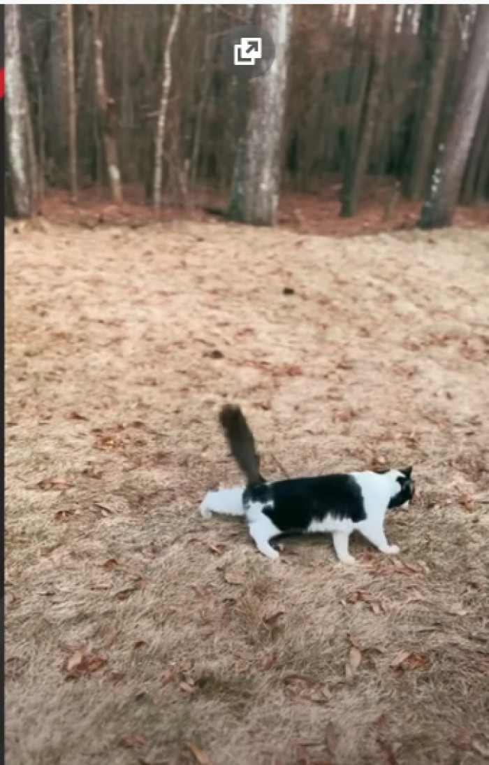 But with love and care, it doesn't prevent cats from living a full life