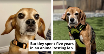 Dog Saved From Testing Lab Thrilled To Receive First Toy