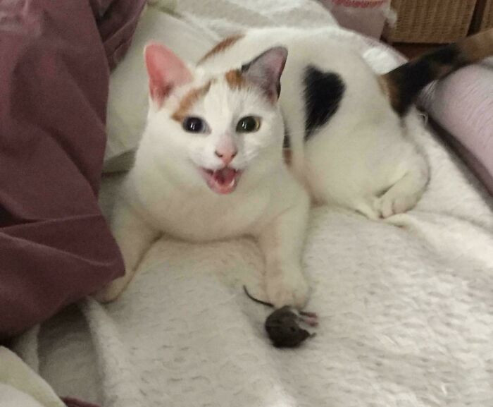 "I Was Asleep, It Was Still Alive, Which Is How I Figured Out It Wasn’t A Toy (Once My Eyes Cleared)"