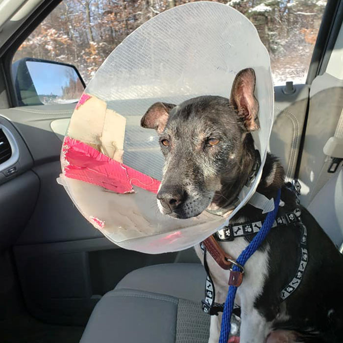 His favorite part of the job, of course, is bringing the animals to meet their new parents and into their forever homes.