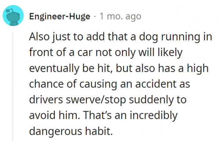 2. In addition to risking the dogs' lives, letting them simply run free near roads can cause accidents too