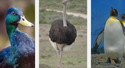 Flightless Birds From Around the World