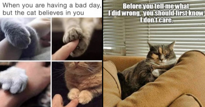 44 Memes All About Cats That Will Make You Smile And Laugh