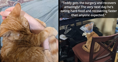 Man Goes Viral For Spending $10K For Surgeries On His Rescued Cat With Severe Limp