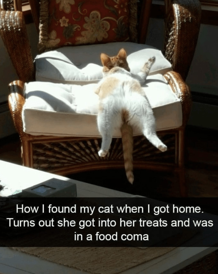 4. That's one sleepy and stuffed cat. He's nearly depleted his supply of snacks and is ready to join his bear pals in hibernation.