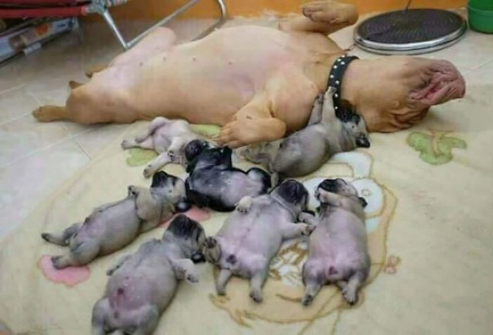 30. The Milk Was Truly Good: