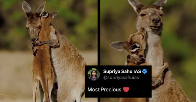 This Heartwarming Video Of Mom Kangaroo Tenderly Hugging Her Baby Captivates Millions Online