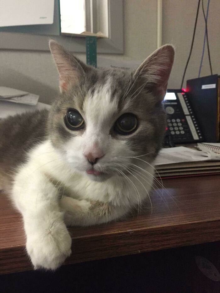 27. My 18 Yr Old Office Kitty 'Poof' Giving A Morning Blep :)