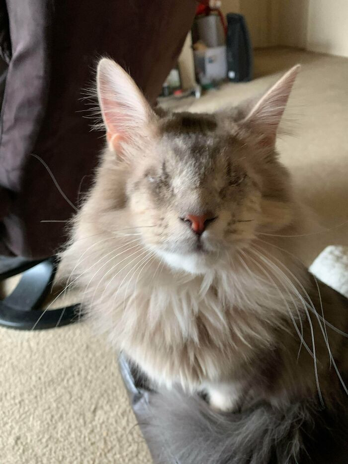 "Avocado Is A Newly Adopted Cat"