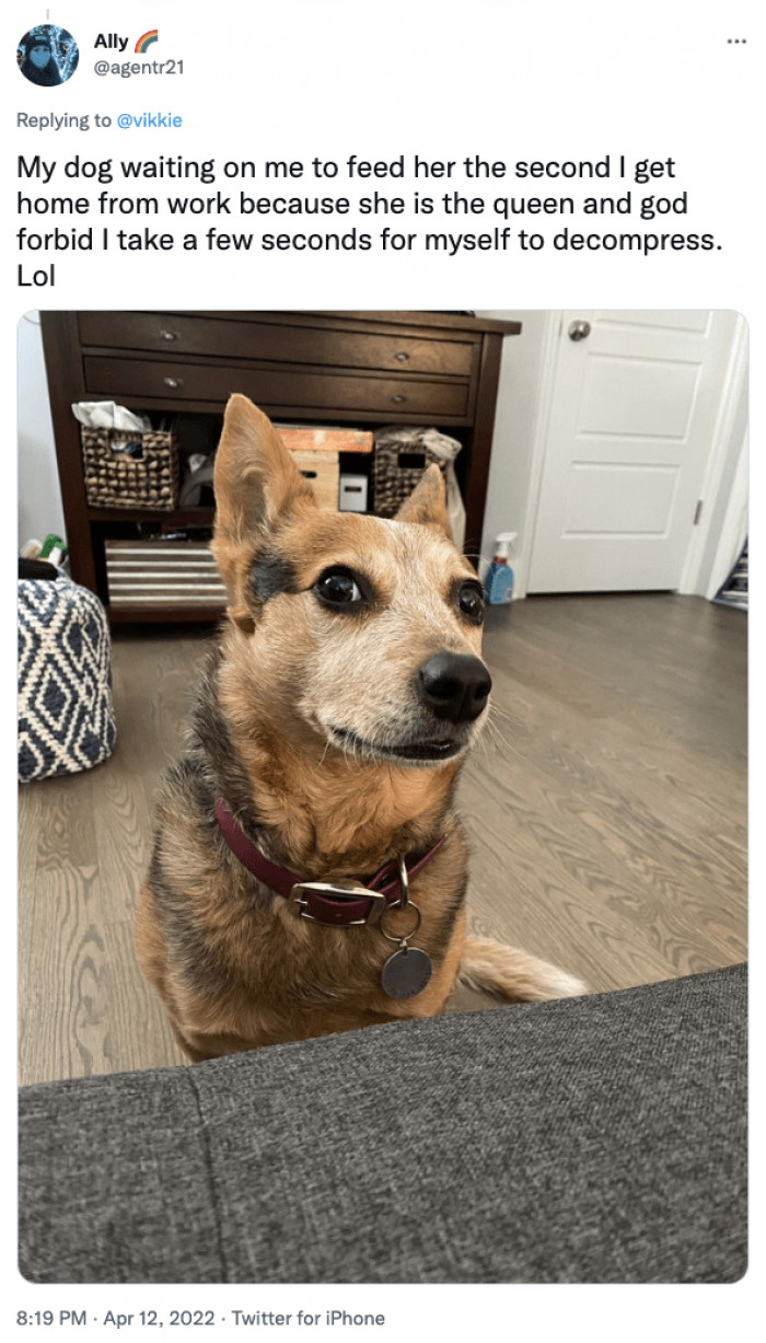 21. The second I get home, my dog wants to be fed