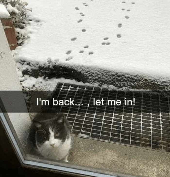 10. How your cat looks at you and demands you let him into the home where he gets free treats