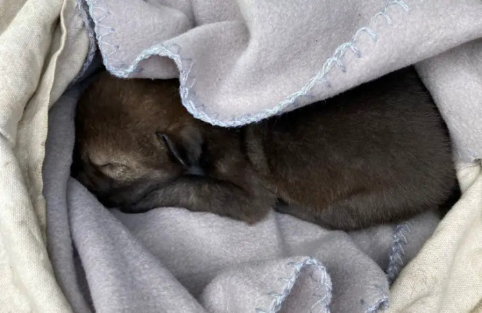 This Is Exceptional News for Red Wolves in Their Natural Habitat