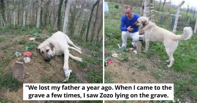 Heartbroken Dog Runs Away From Its New Home To Lay At Owner's Grave