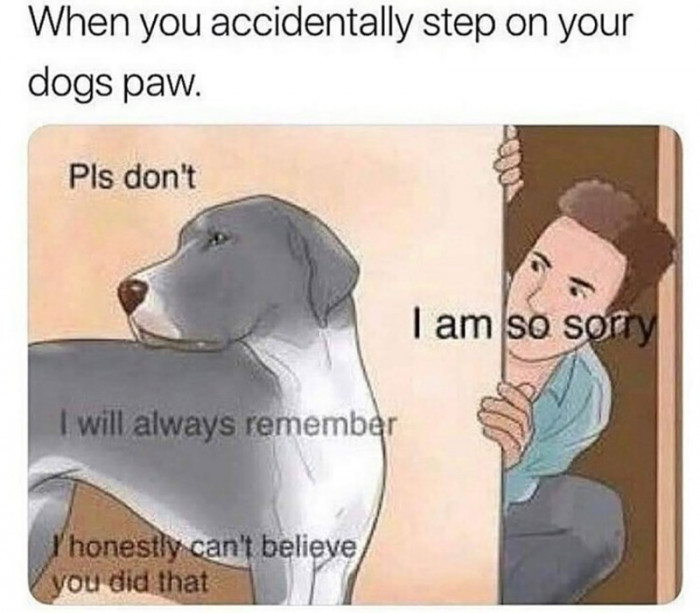 3. Careful not to step on your dog's paws