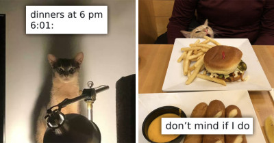 50 Cat Tweets So Funny You'll Be ROFLing For Days