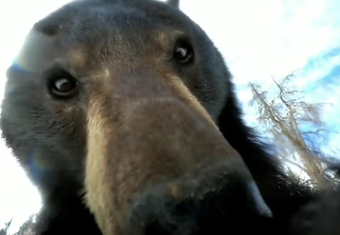 Dylan definitely didn't expect to see a bear holding the camera and recording itself
