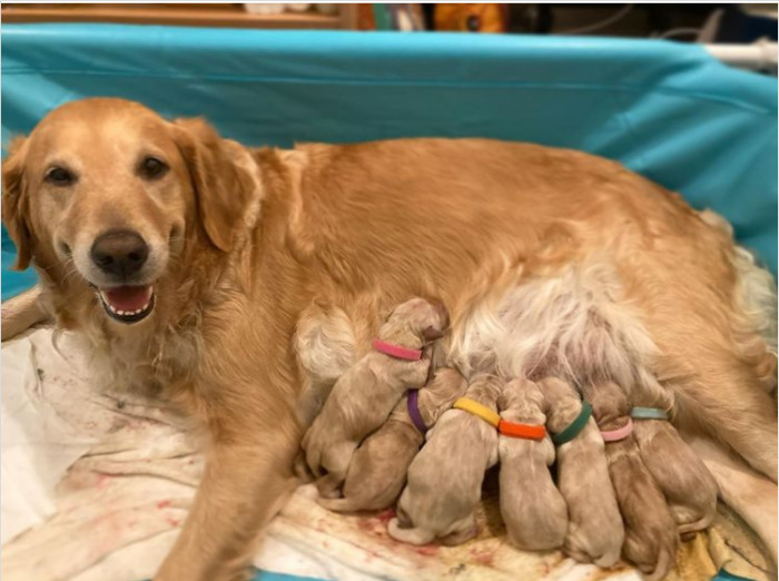 32. Golden perfection