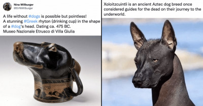 13 Wholesome Dog Tweets That Every Dog Lover Needs to See