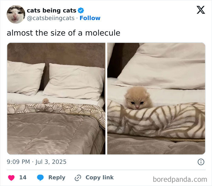 7. Scientists confirm: smallest creature with the biggest attitude.