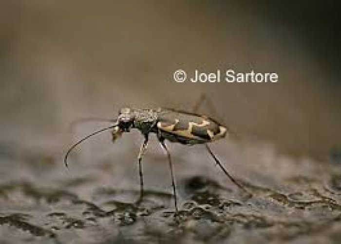 13) Salt Creek Tiger Beetle