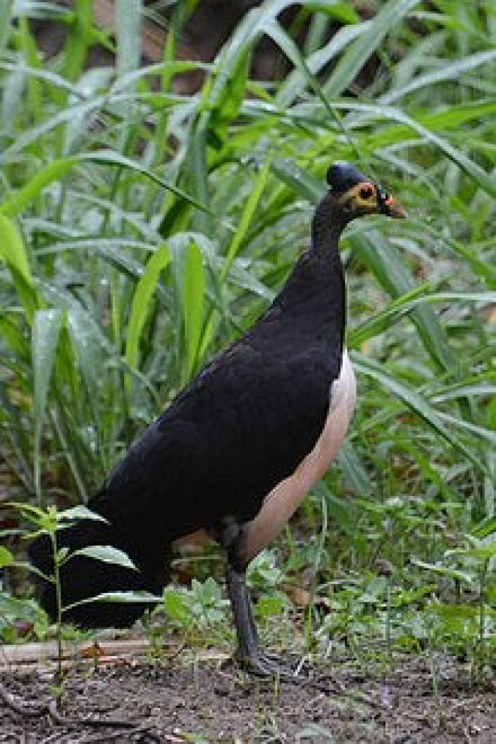 The IUCN Red List of Threatened Species rates the maleo as critically endangered