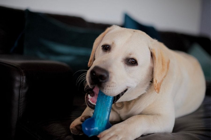 6. Then they almost instantly grew to adulthood—but they will always be our baby boy.