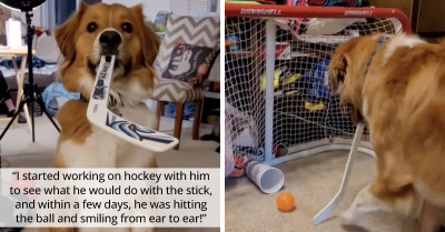 Dog Who Adores Hockey Celebrates His First Goal And It's Ridiculously Cute