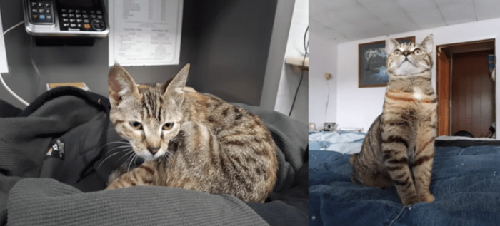 3. "This is Runa. I found her outside a pizza shop during a sleet storm after a FedEx guy alerted me to a kitten crying in the alley. Then a year later."