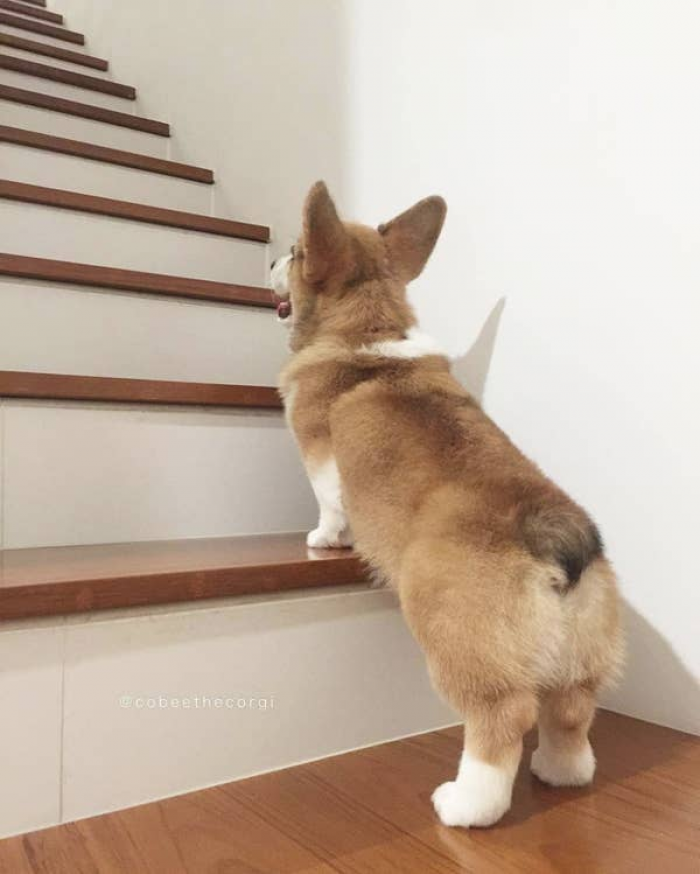 20. None of us should underestimate a baby corgi butt, either.