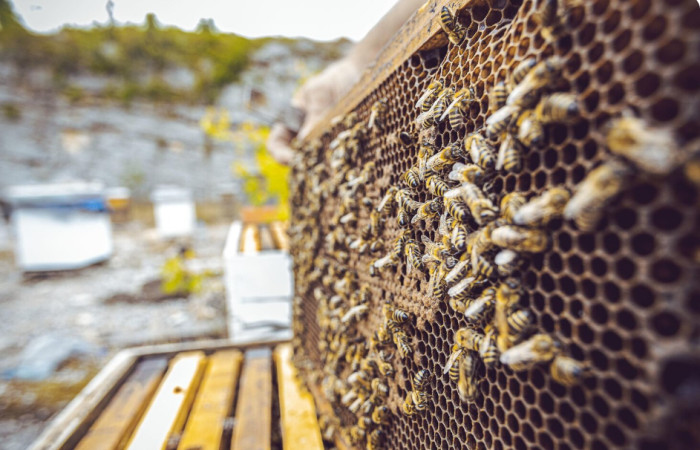 What Hive Structure Reveals About Social Insects