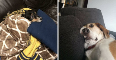 35 Pictures Of Dogs Who Were Caught Acting All Silly And They Are Absolutely Hilarious
