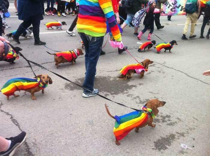 "Dachshund Parade At Edmonton Pride 2017"