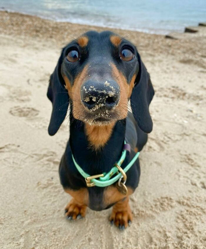 "Every Dog Deserves A Beach Day! Treat Your Puppy To Some Sand, Surf, And Sniffs - They'll Thank You For It"